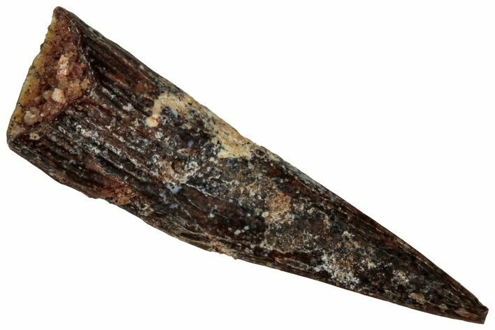 Fossil Pterosaur (Siroccopteryx) Tooth - Morocco #298738